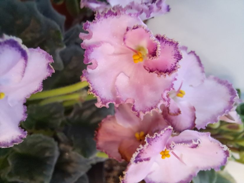  - Violeta LE Mon Sen Mishel