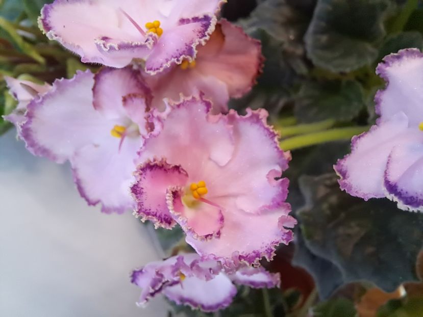  - Violeta LE Mon Sen Mishel