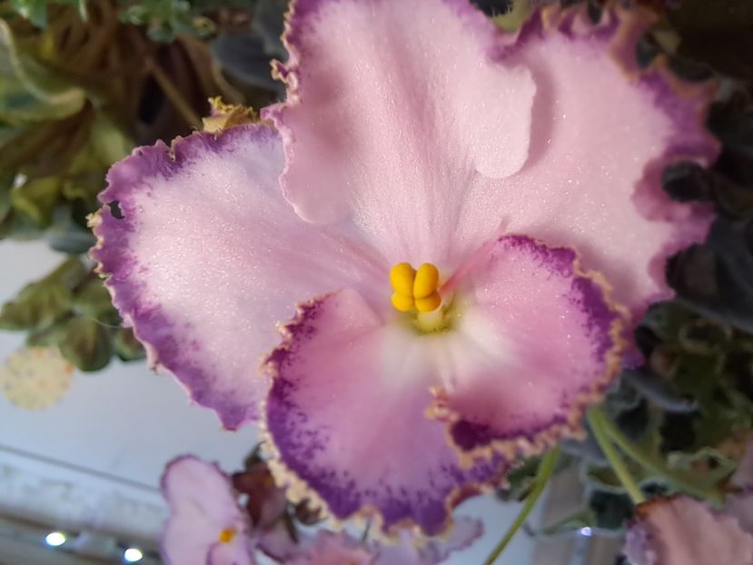  - Violeta LE Mon Sen Mishel