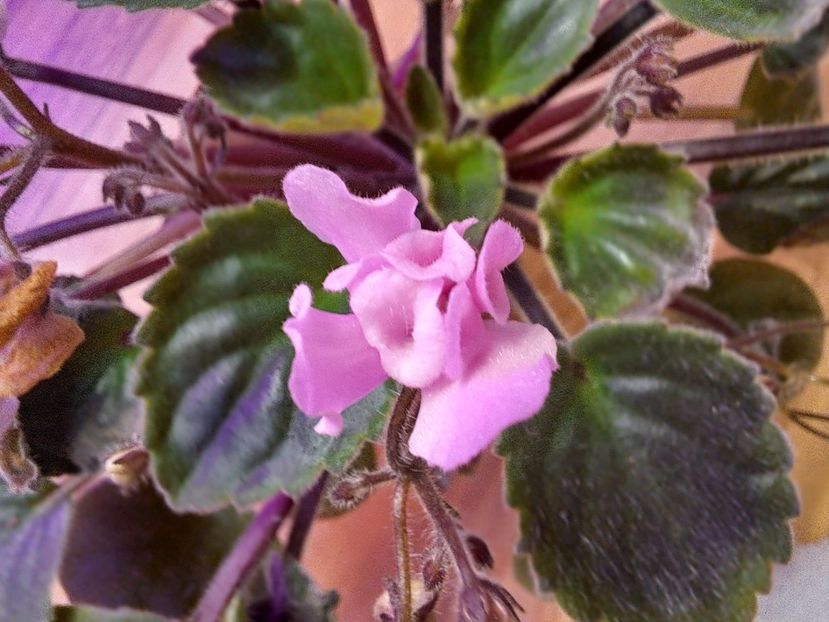  - Violete viespi
