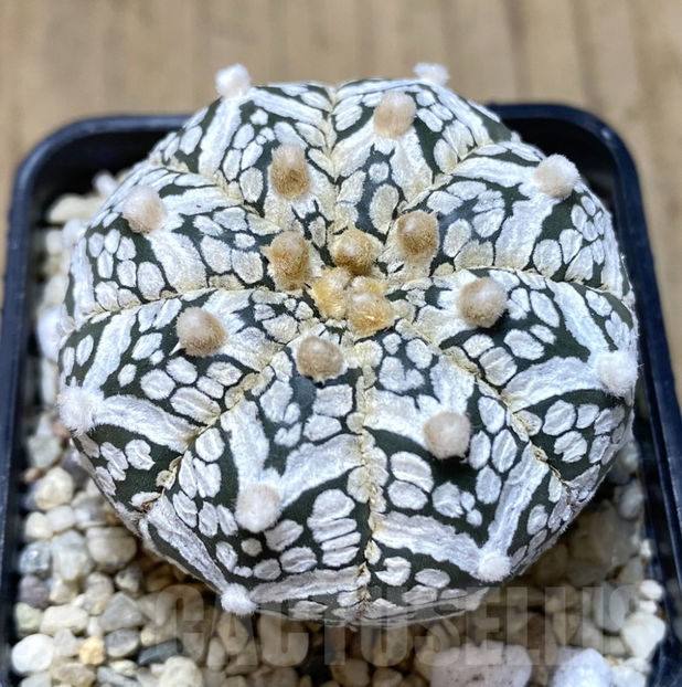 Astrophytum asterias ‘Super Kabuto’ V-type - Astrophytum asterias V-type