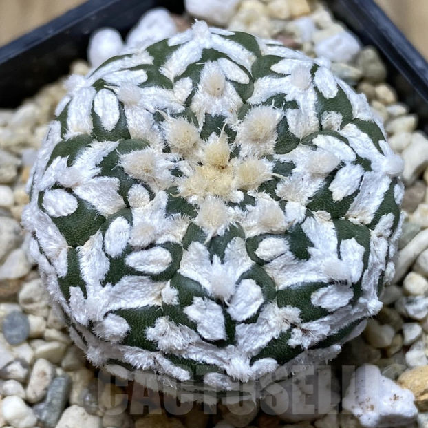 Astrophytum asterias ‘Super Kabuto’ V-type - Astrophytum asterias V-type