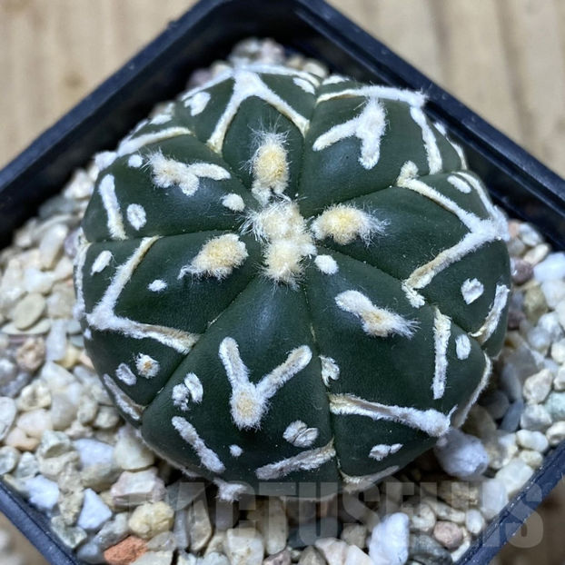 Astrophytum asterias ‘Super Kabuto’ V-type f. nudum - Astrophytum asterias V-type