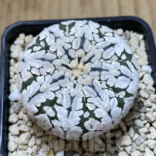 Astrophytum asterias ‘Super Kabuto’ V-type - Astrophytum asterias V-type