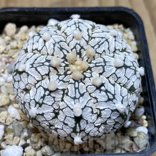 Astrophytum asterias ‘Super Kabuto’ V-type - Astrophytum asterias V-type