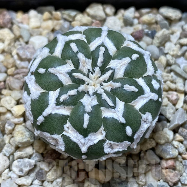 Astrophytum asterias ‘Super Kabuto’ V-type f. nudum - Astrophytum asterias V-type