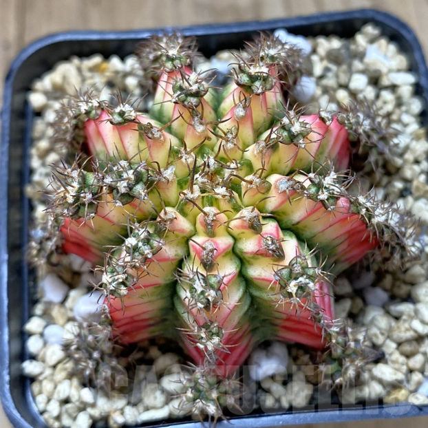 SHPR40994 Gymnocalycium mihanovichii ‘Multicolor’ - Gymnocalycium mihanovichii Multicolor