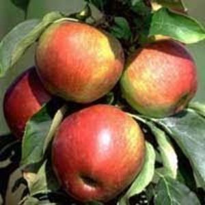 mar columnar polka 2 - MAR columnar POLKA