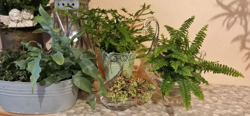  - 2024 - 04 - 2025 - 00 - Iarna