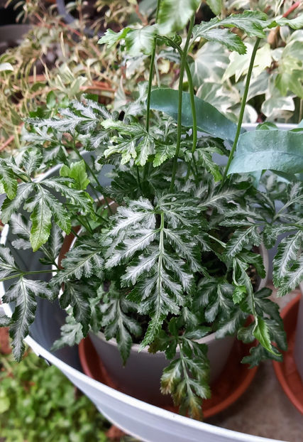  - 2024 - 04 - 2025 - 00 - Iarna