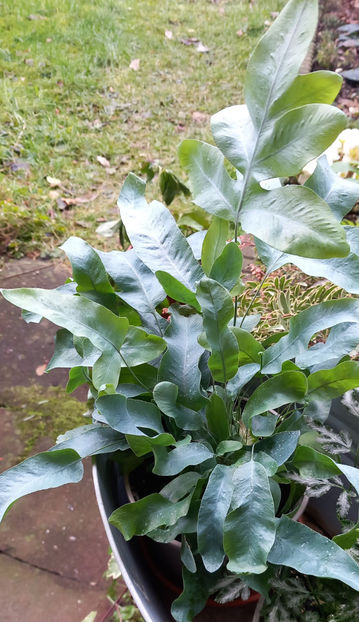  - 2024 - 04 - 2025 - 00 - Iarna