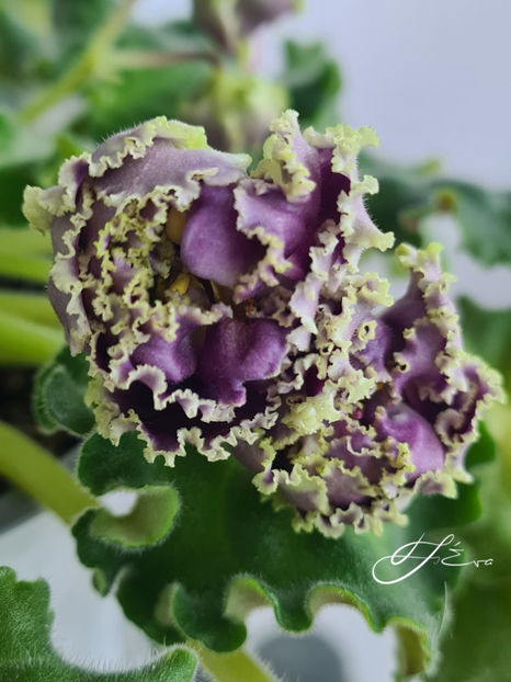  - RS-Gertsoginia Lyuks