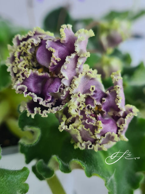  - RS-Gertsoginia Lyuks