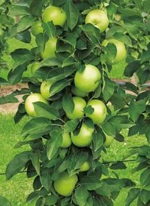 mar columnar dukat 1 - MAR columnar DUKAT