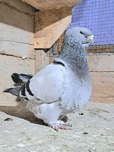  - Porumbei standard