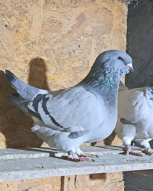  - Porumbei standard