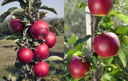 mar columnar rumeno vreteno 2 - MAR columnar RUMENO-VRETENO srb