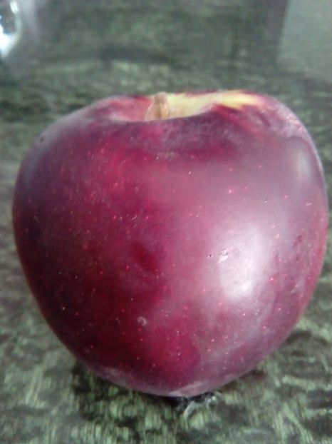 mar columnar rumeno-vreteno3 - MAR columnar RUMENO-VRETENO srb