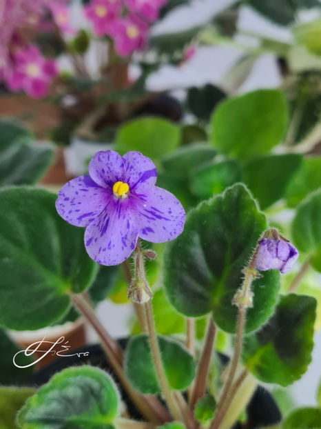  - Coral SparkleTrail