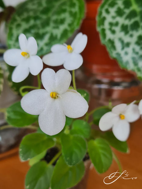 20250125_114529 a - Alan s Fallen Angel