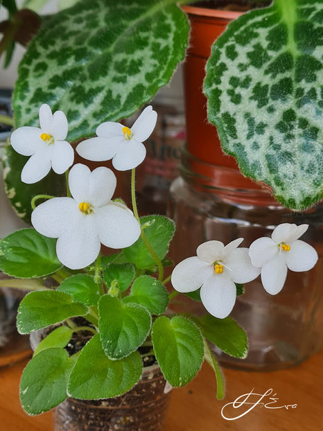  - Alan s Fallen Angel