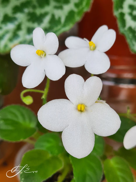  - Alan s Fallen Angel