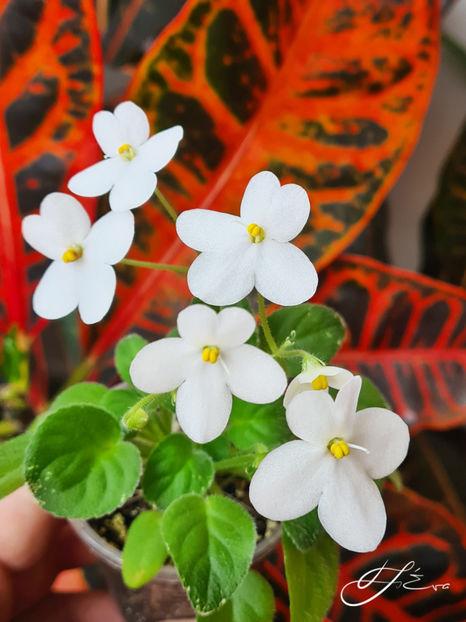  - Alan s Fallen Angel