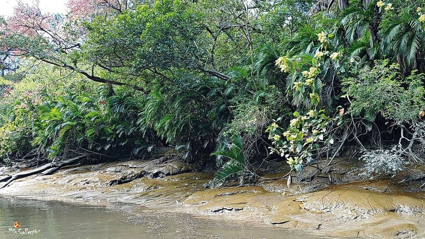 COSTA RICA - Jungle 4 - --- COSTA RICA