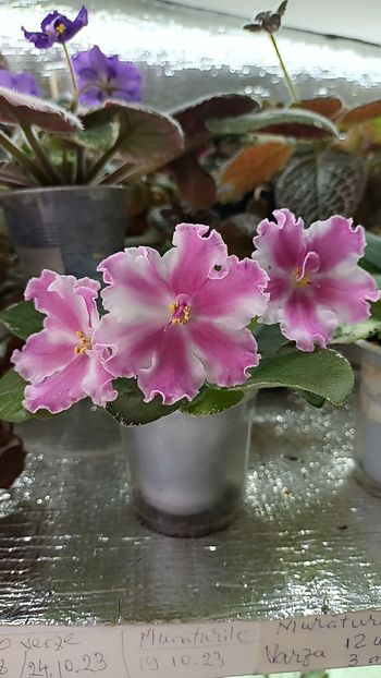 Snapchat-1787574372 - Vat Britni