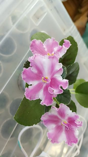 Snapchat-1555492620 - Vat Britni