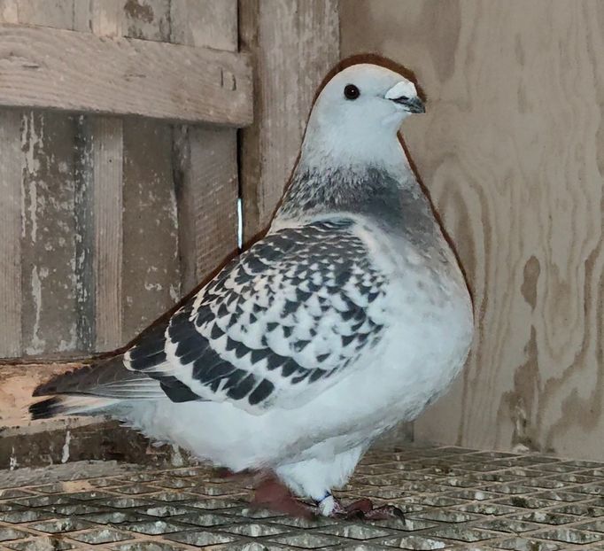 31 ARCHIWUM - k-MLODE 2024 YOUTH