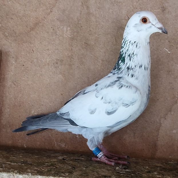 Mascul 24-568 - Cuci