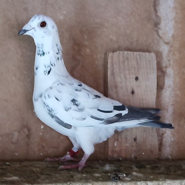 Femela 22-613 - Cuci