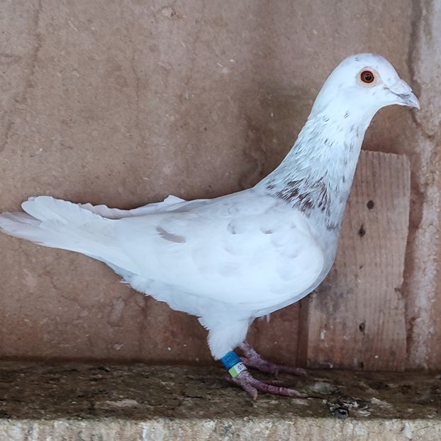 Mascul 23-434 - Cuci