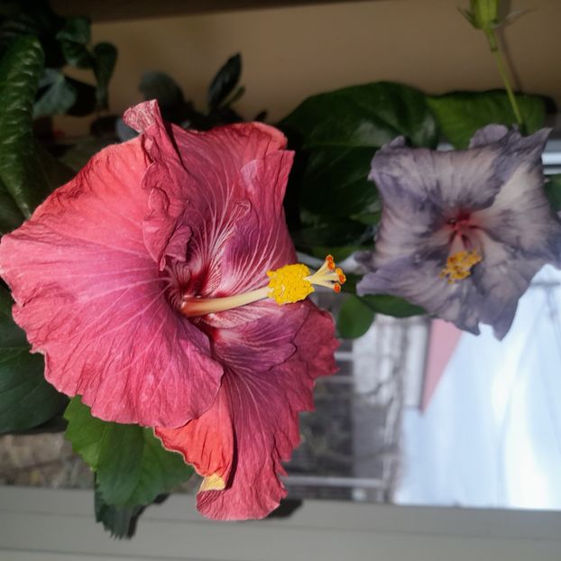  - Carribean Royal Purple