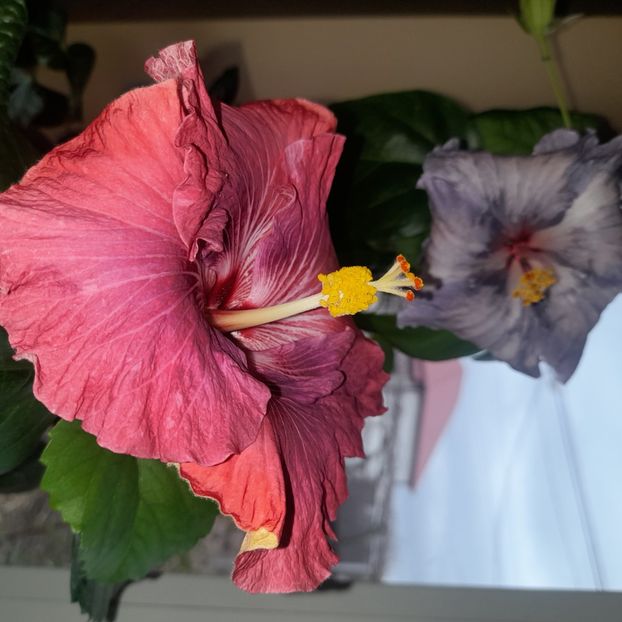  - Carribean Royal Purple