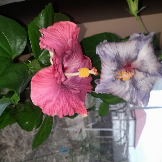  - Carribean Royal Purple
