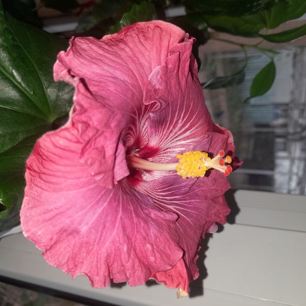  - Carribean Royal Purple