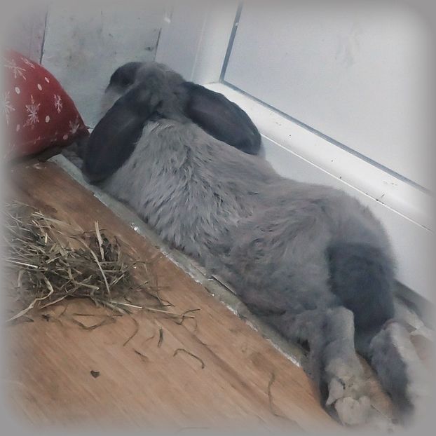 ♡ Day 78 ; 31.01.2025 - Birds of a Feather - STREAK