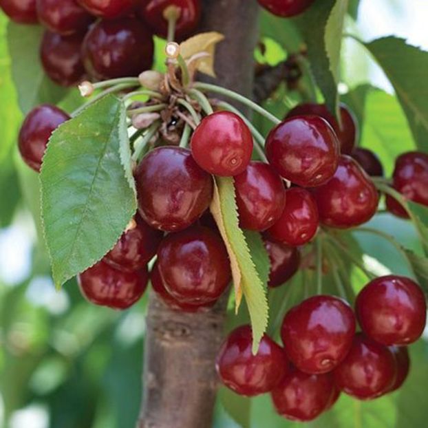 cires colimnar1 - CIRES columnar