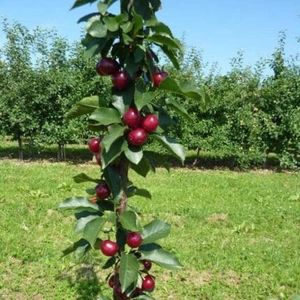 cires columnar - CIRES columnar