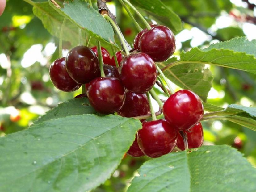 visin columnar 2 - VISIN columnar