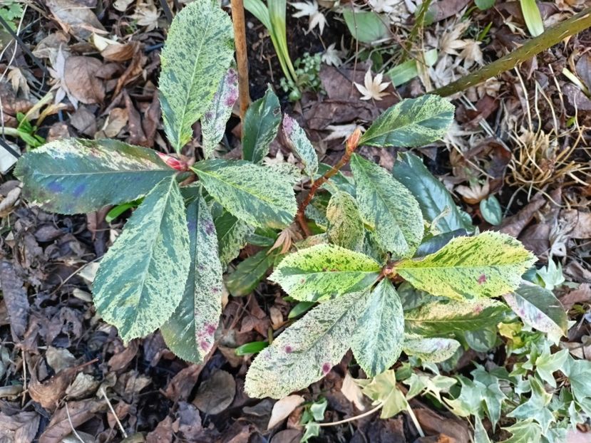 Photinia serratifolia "Pink Crispy" - Grădina 2025