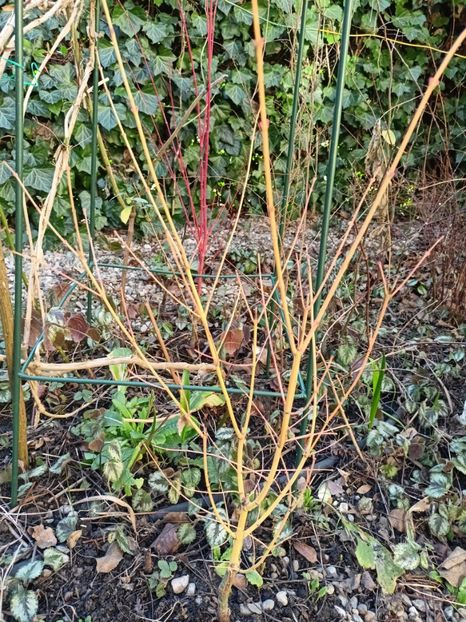 Bi Hoo și Peve Chameleon - Grădina 2025