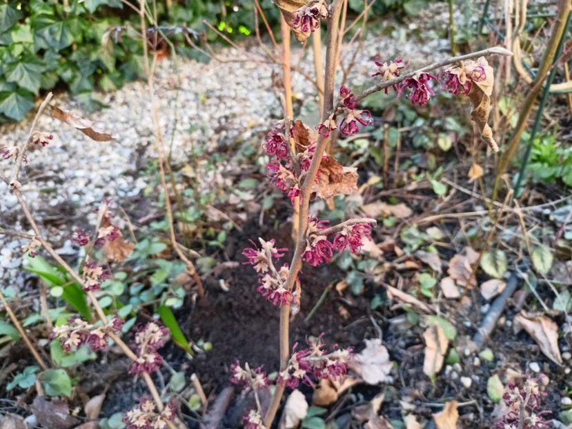 Hamamelis Amethyst - Grădina 2025