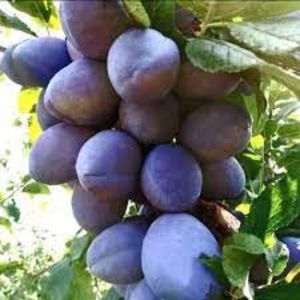 prun columnar2 - PRUN columnar