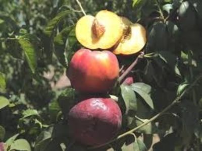 nectarin columnar - NECTARIN columnar