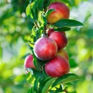 nectarin columnar2 - NECTARIN columnar