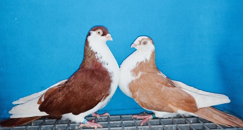 Perechea - B - Perechi 2025