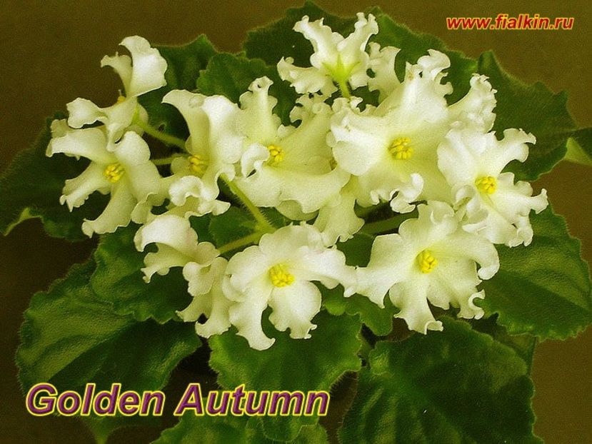 Golden Autumn - aaa CUMPAR pui sau frunze de Violete africane